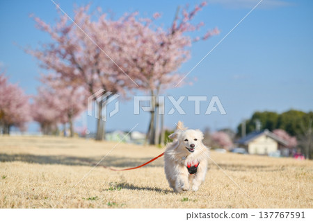 一隻狗沿著一排櫻桃樹快樂地奔跑。 一隻狗沿著一排櫻桃樹快樂地奔跑。 137767591