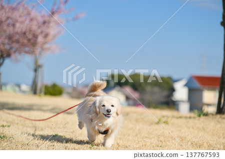 A dog happily running along a row of cherry trees. 137767593