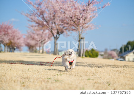 A dog happily running along a row of cherry trees. 137767595