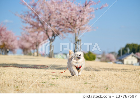 A dog happily running along a row of cherry trees. 137767597