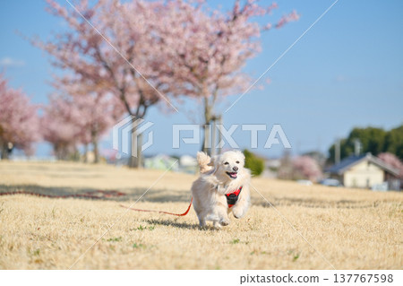 A dog happily running along a row of cherry trees. 137767598