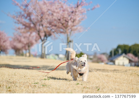 A dog happily running along a row of cherry trees. A dog happily running along a row of cherry trees. 137767599