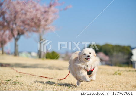 A dog happily running along a row of cherry trees. 137767601