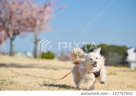 A dog happily running along a row of cherry trees. A dog happily running along a row of cherry trees. 137767602