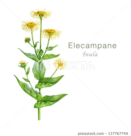 Elecampane blooming plant on white background. Hand drawn inula medicinal herb vintage style watercolor illustration. Elecampane fresh plant with leaves and flowers herbal medicine remedy element 137767749