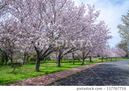 Cherry tree in full bloom  137767758