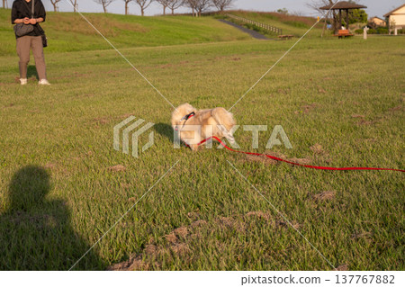 一隻狗被長繩拴在公園裡奔跑 一隻狗被長繩拴在公園裡奔跑 137767882