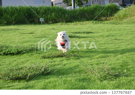A dog running in the park on a long leash A dog running in the park on a long leash 137767887