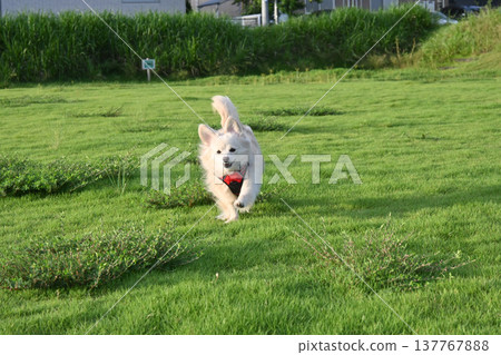 A dog running in the park on a long leash 137767888