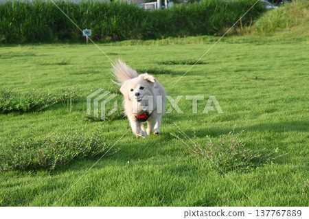 A dog running in the park on a long leash A dog running in the park on a long leash 137767889