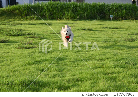 A dog running in the park on a long leash A dog running in the park on a long leash 137767903
