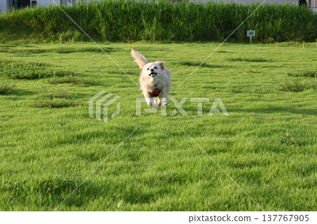 A dog running in the park on a long leash A dog running in the park on a long leash 137767905