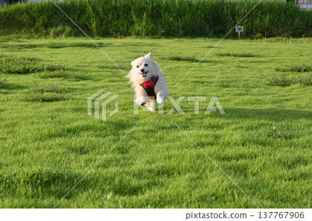 A dog running in the park on a long leash A dog running in the park on a long leash 137767906
