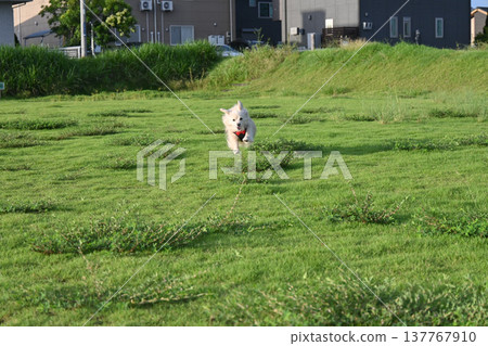 一隻狗被長繩拴在公園裡奔跑 一隻狗被長繩拴在公園裡奔跑 137767910