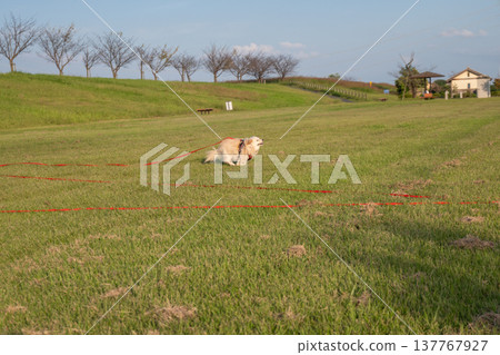 A dog running in the park on a long leash A dog running in the park on a long leash 137767927