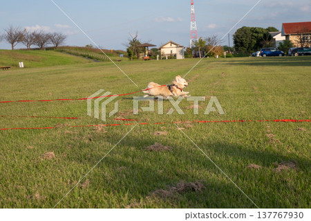 A dog running in the park on a long leash A dog running in the park on a long leash 137767930