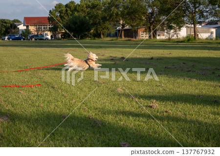 一隻狗被長繩拴在公園裡奔跑 一隻狗被長繩拴在公園裡奔跑 137767932