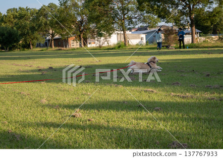 A dog running in the park on a long leash A dog running in the park on a long leash 137767933