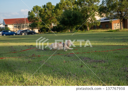 A dog running in the park on a long leash A dog running in the park on a long leash 137767938