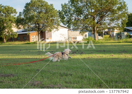 A dog running in the park on a long leash 137767942