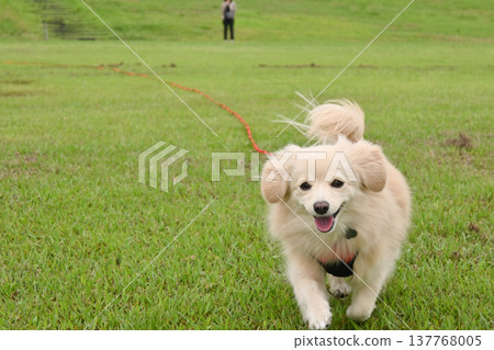 A dog running in the park on a long leash A dog running in the park on a long leash 137768005