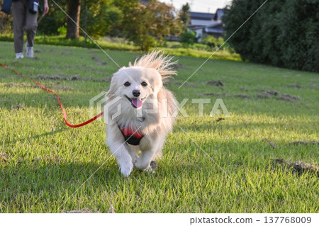 A dog running in the park on a long leash A dog running in the park on a long leash 137768009