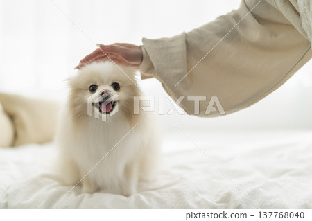 一隻博美犬正被主人撫摸,直視鏡頭。 一隻博美犬正被主人撫摸,直視鏡頭。 137768040