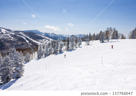 Snowscape of Shiga Kogen in winter, Nagano Prefecture Snowscape of Shiga Kogen in winter, Nagano Prefecture 137768047