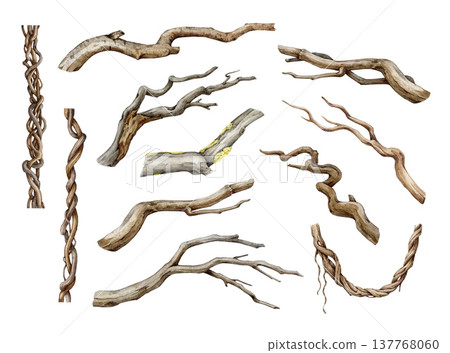 Tree dry branch watercolor illustration set. Hand drawn botanical tree stick element collection. Big tree beautiful curved branch elements on white background. Dry log, vine, timber natural decor Tree dry branch watercolor illustration set. Hand drawn botanical tree stick element collection. Big tree beautiful curved branch elements on white background. Dry log, vine, timber natural decor 137768060