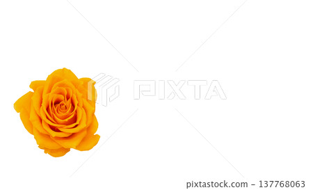Yellow rose, macro photography, transparent background image. Yellow rose, macro photography, transparent background image. 137768063