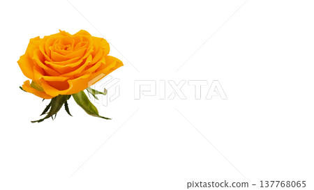 Yellow rose, macro photography, transparent background image. 137768065