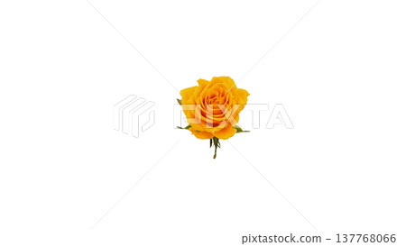 Yellow rose, macro photography, transparent background image. Yellow rose, macro photography, transparent background image. 137768066
