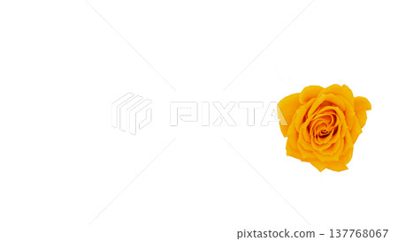 Yellow rose, macro photography, transparent background image. Yellow rose, macro photography, transparent background image. 137768067