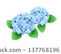 Watercolor-style illustration of blue hydrangeas 137768196