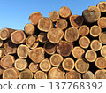 Cedar logs piled up under the blue sky: Japanese forestry and timber resources 137768392