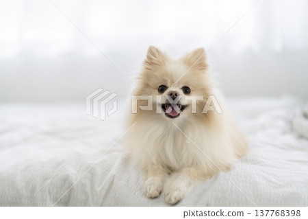 A Pomeranian sitting on a bed, looking directly at the camera. 137768398