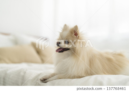 一隻博美犬坐在床上 137768461