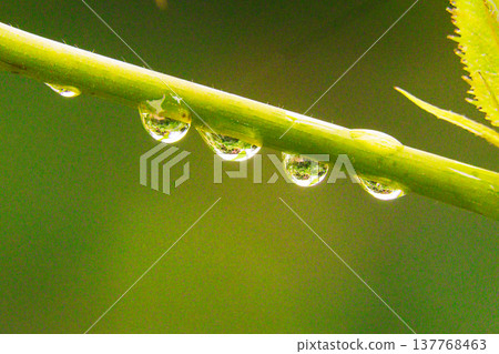 Beautiful raindrops clinging to rose branches after the rain. 137768463