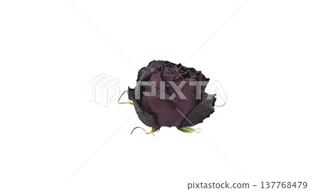 Dried roses, macro photography, transparent background. Dried roses, macro photography, transparent background. 137768479