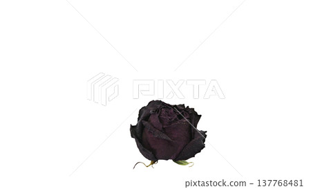 Dried roses, macro photography, transparent background. Dried roses, macro photography, transparent background. 137768481