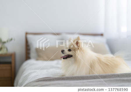 A Pomeranian sitting on a bed 137768590