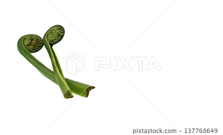 春季野生蔬菜：嫩綠的蕨菜嫩芽（微距，透明背景） 137768649