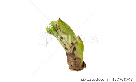 Aralia elata shoots (a type of wild vegetable), spring mountain vegetable, macro photography, transparent background. 137768748