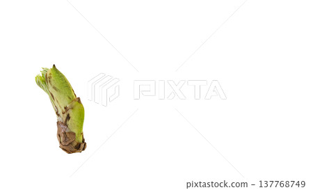 Aralia elata shoots (a type of wild vegetable), spring mountain vegetable, macro photography, transparent background. 137768749