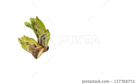 Aralia elata shoots (a type of wild vegetable), spring mountain vegetable, macro photography, transparent background. 137768753