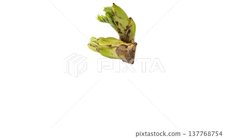 Aralia elata shoots (a type of wild vegetable), spring mountain vegetable, macro photography, transparent background. 137768754