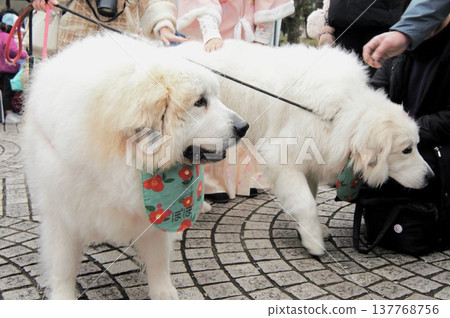 Two dogs walking together amicably 137768756