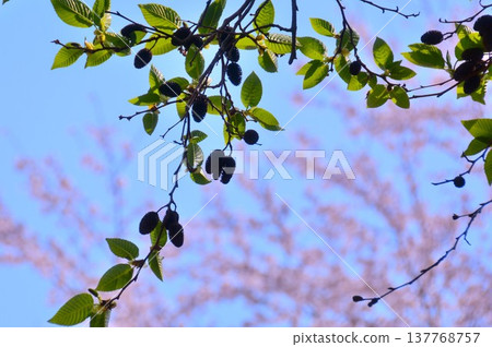 The green leaves of the beech trees stand out against the blue sky. 137768757