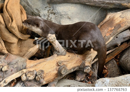 Walking around small-clawed otters Walking around small-clawed otters 137768763