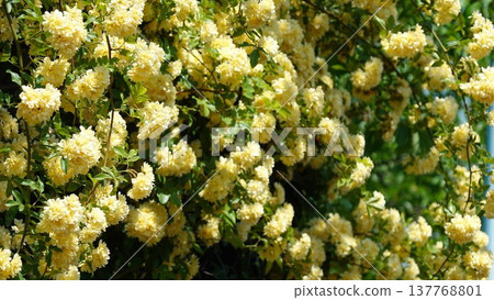美麗的花朵 美麗的花朵 137768801